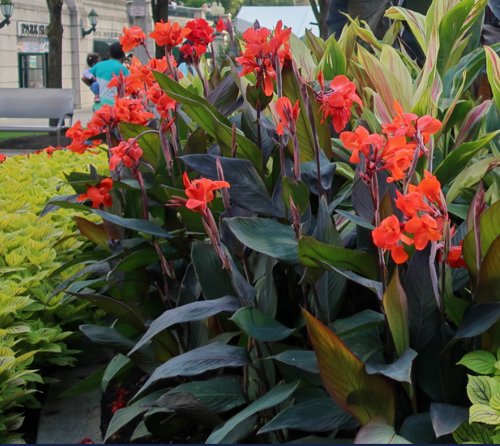 Canna 'Black Knight'