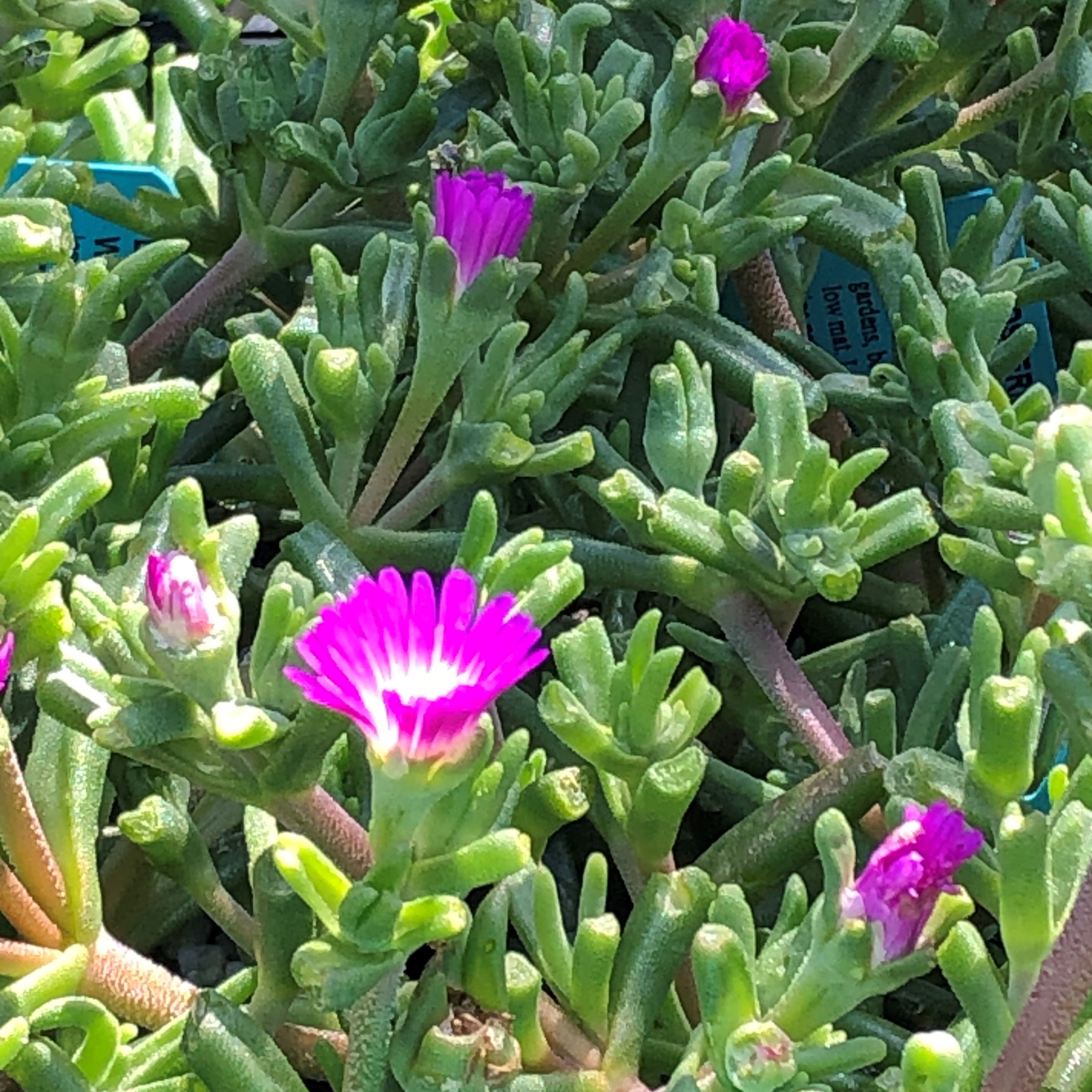 ground cover succulent with purple flowers Delosperma nubigenum Wheels of Wonder 'Violet Wonder' – Heron's Head Nursery