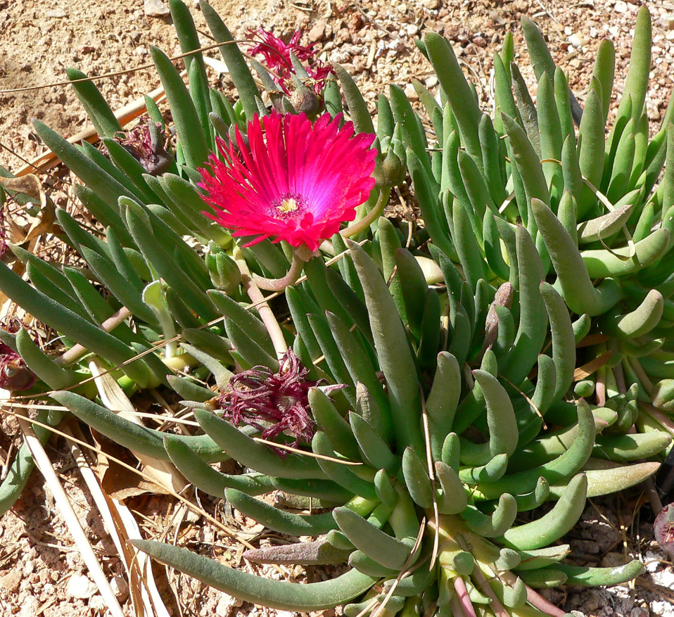 Cephalophyllum stayneri