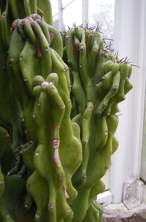 Cereus monstrosus