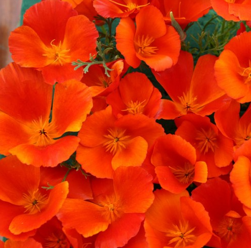 Eschscholzia californica 'Copper Pot'