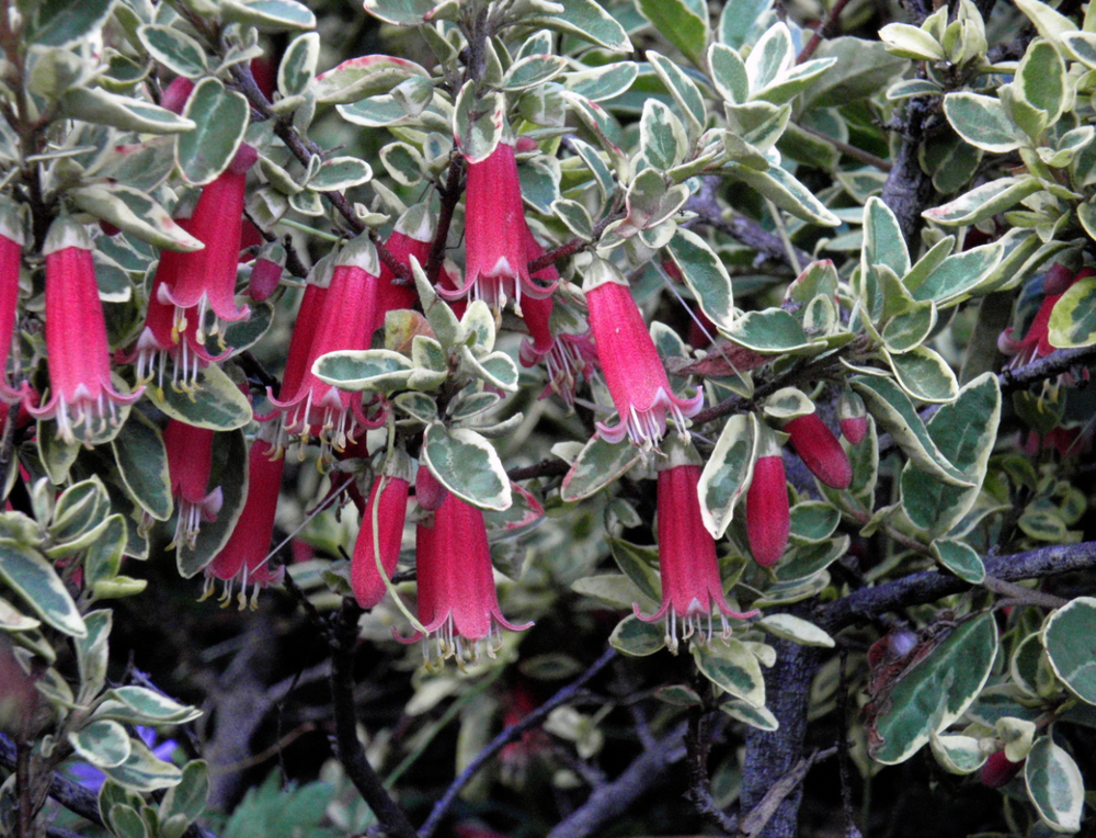Correa 'Wyn's Wonder'