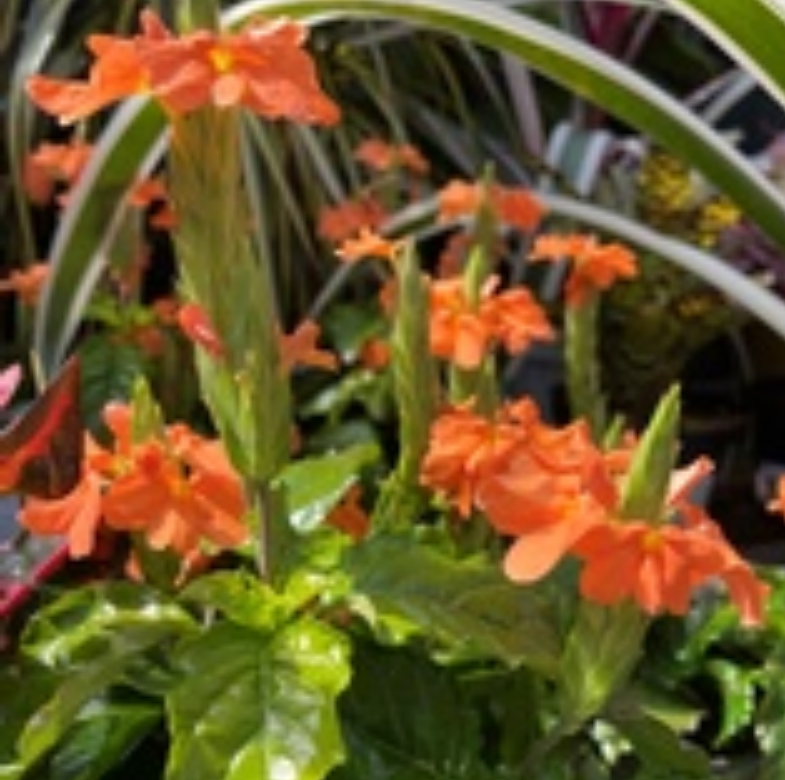 Crossandra infundibuliformis 'Orange'