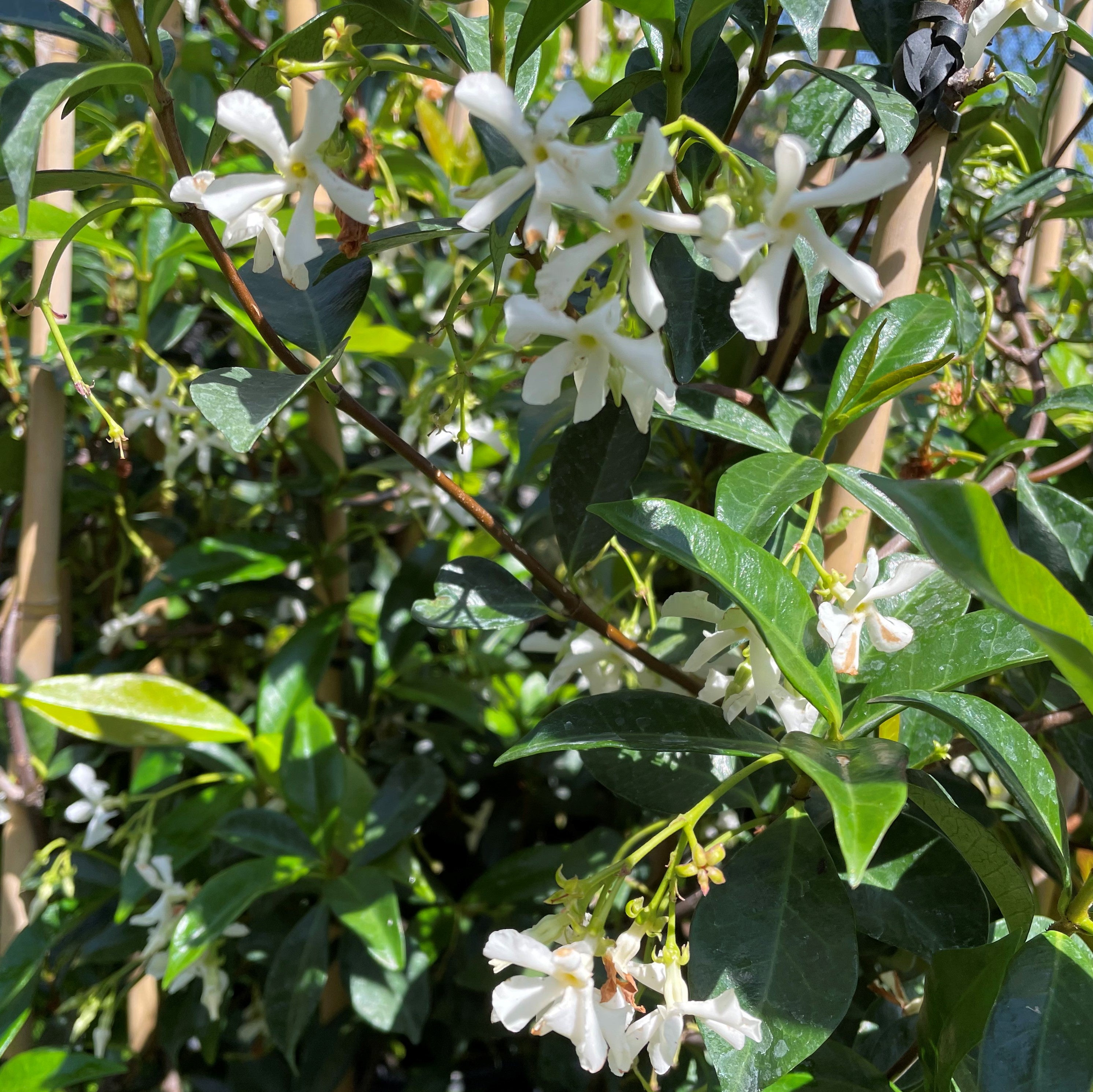 Trachelospermum jasminoides -