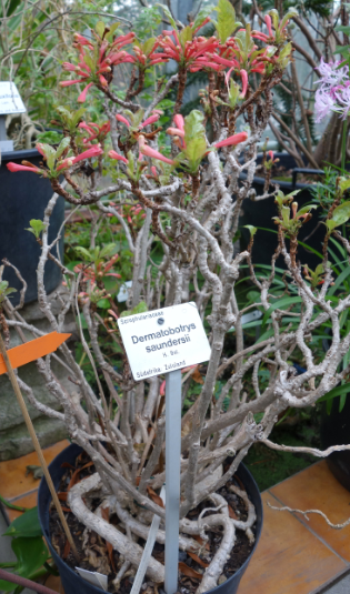 Dermatobotrys saundersii