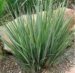 Dianella revoluta 'Little Rev'