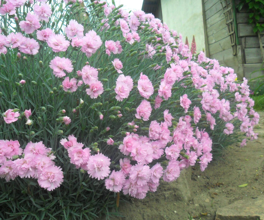 Dianthus plumarius "Rose de Mai"