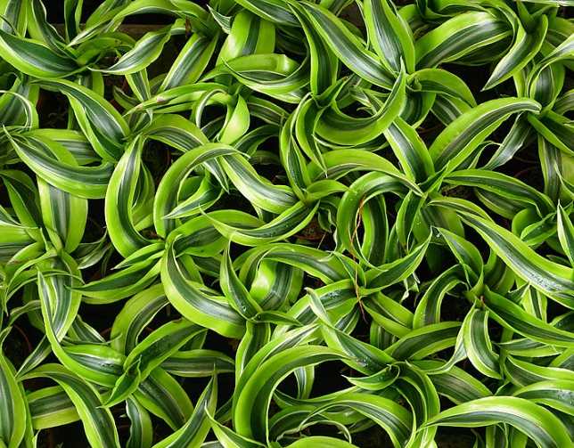 lemon surprise dracaena plant 4 in. Pot Lemon Surprise Dracaena, Live Potted Tropical Plant (1-Pack)