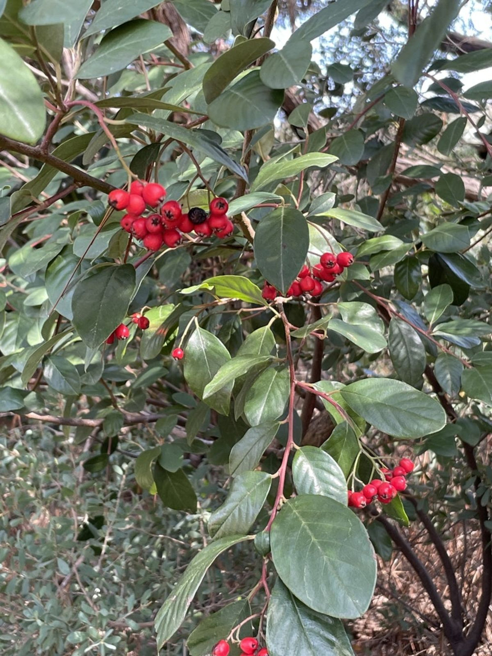 Cotoneaster glaucophyllus