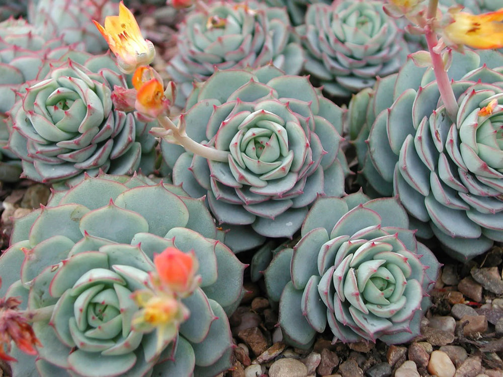 Echeveria derenbergii