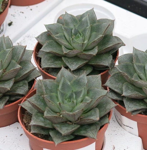 Echeveria purpusorum