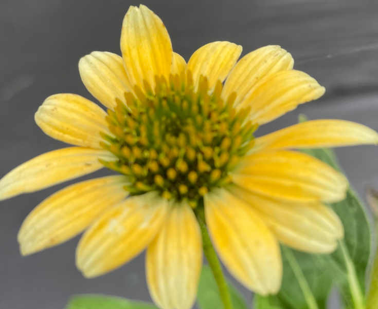 Echinacea purpurea 'Mellow Yellows'