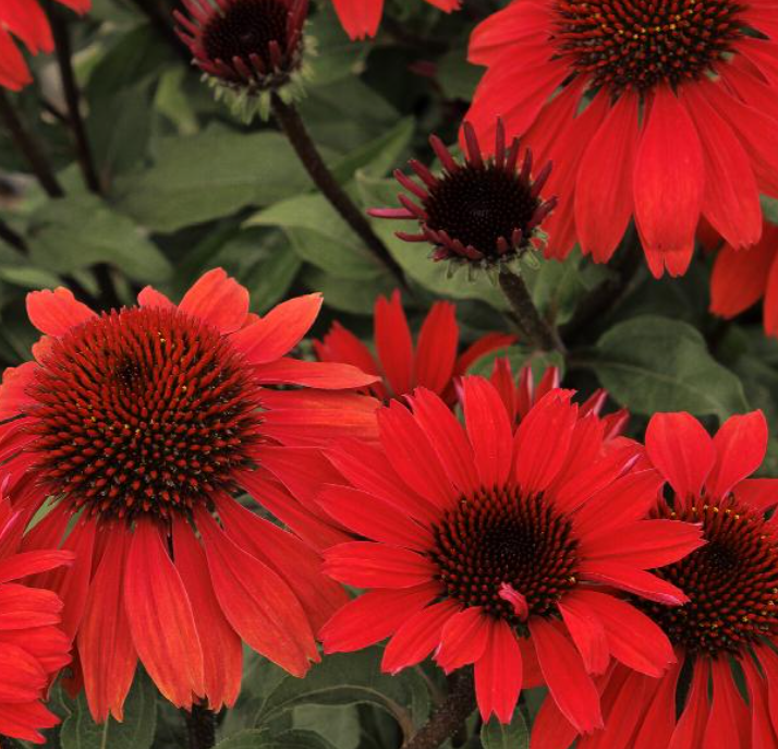 Echinacea 'Panama Red' – Heron's Head Nursery