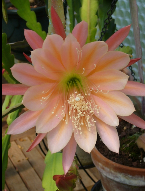 Epiphyllum 'King Midas'