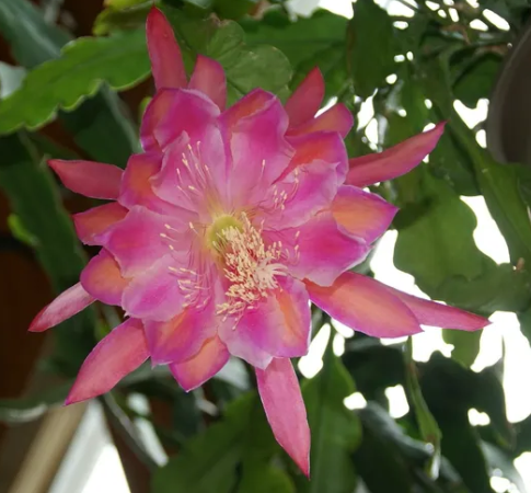 Epiphyllum 'Monastery Garden'