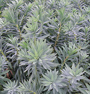 Euphorbia 'Blue Haze'