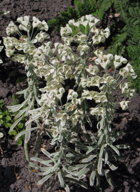 Euphorbia characias "Tasmanian Tiger"