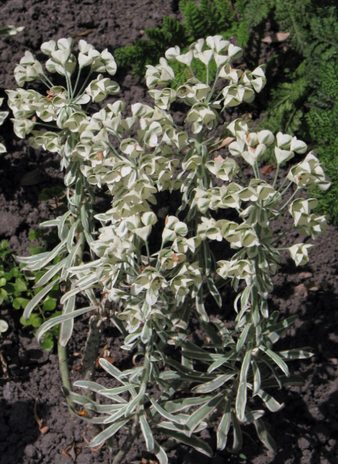 Euphorbia characias 'Tasmanian Tiger'