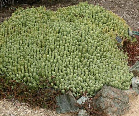 Euphorbia resinifera