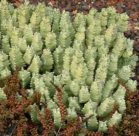 Euphorbia resinifera