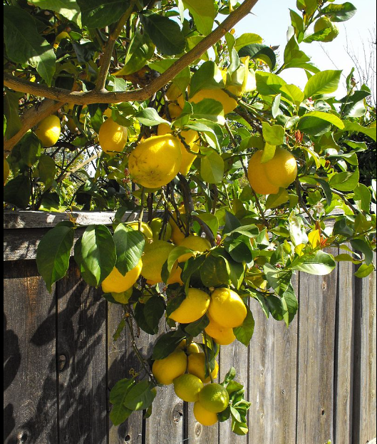 Citrus 'Eureka' Lemon