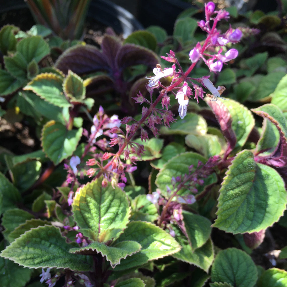 Plectranthus ciliatus 'Drege'