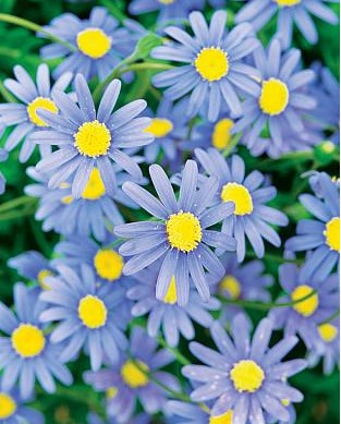 Felicia amelloides 'Forever Blue'