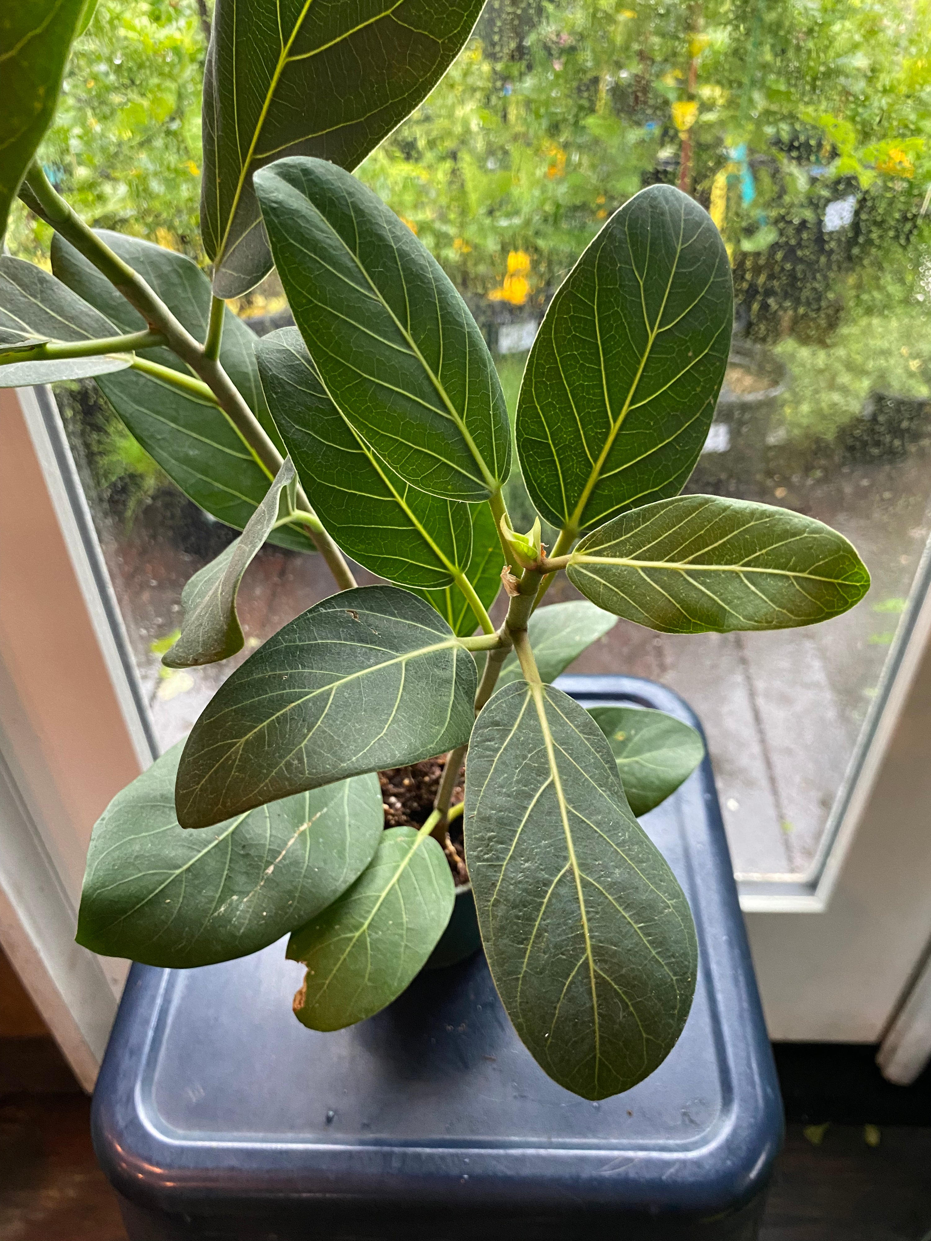 ficus audrey california Ficus benghalensis 'Audrey' – Heron's Head Nursery