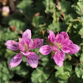 Erodium x variable 'Flore Pleno'