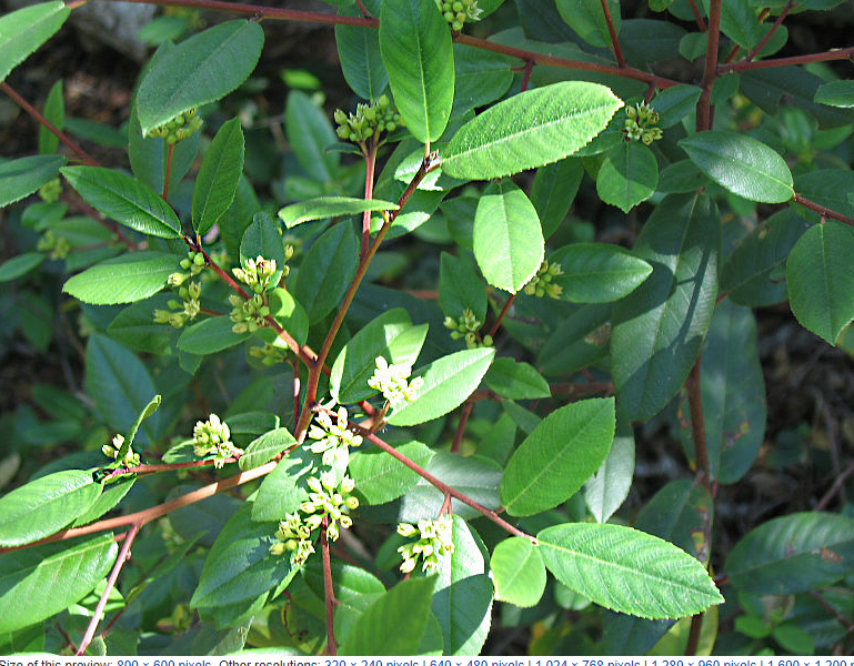 Frangula californica (Rhamnus c.)
