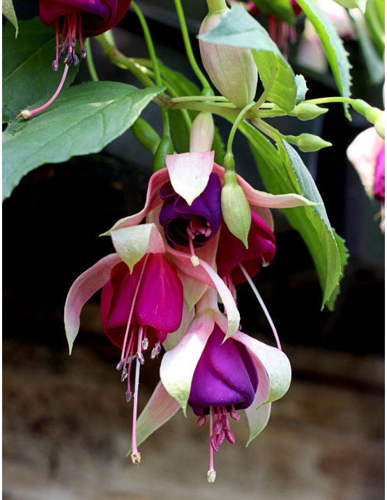 Fuchsia 'Old Berkeley'