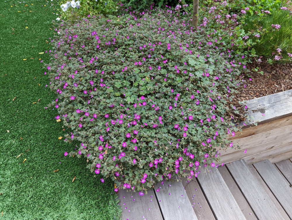 Geranium 'Bertie Crug'