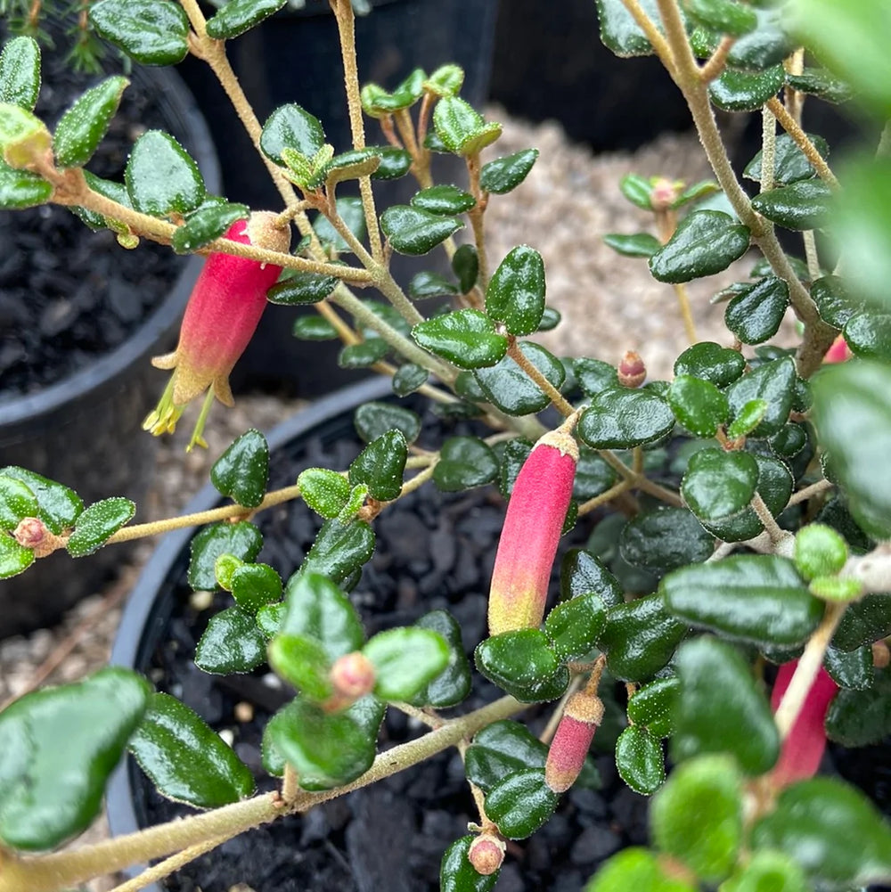 Correa reflexa 'Kangaroo Island'