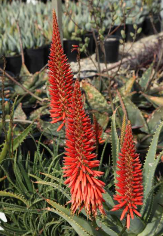 Aloe 'Scarlet Rockets'