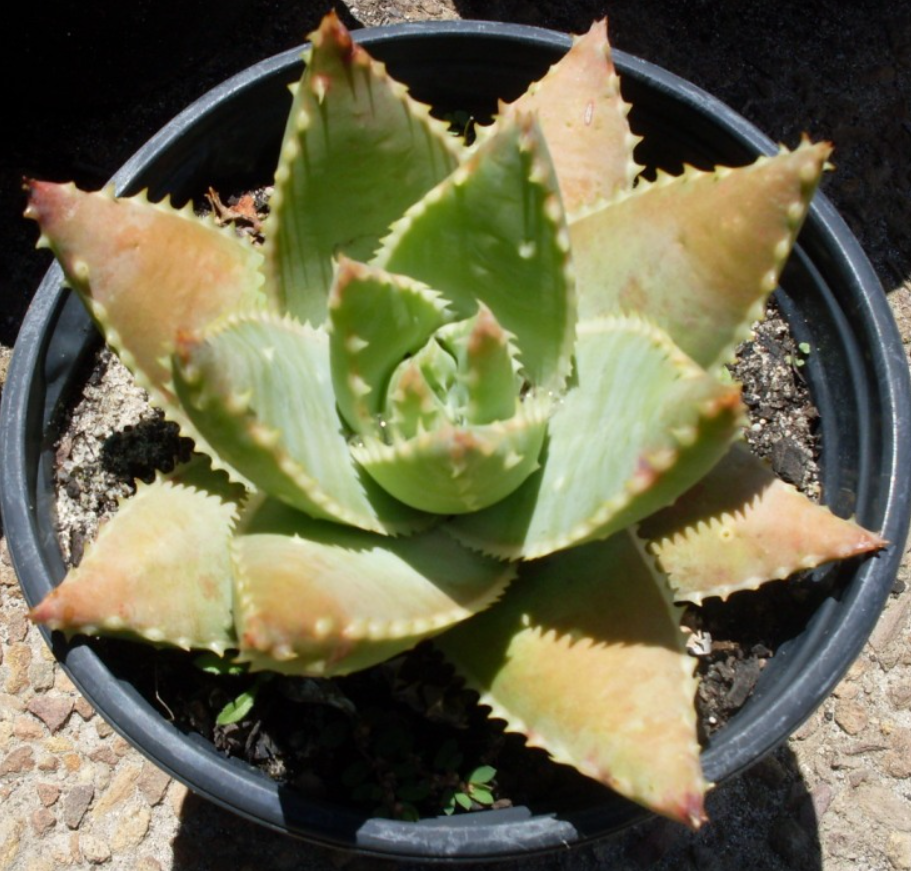 Aloe brevifolia var. depressa – Heron's Head Nursery
