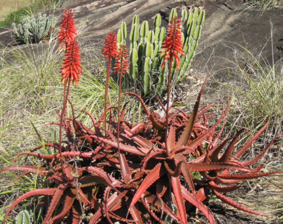 red aloe vera plant near me Aloe cameronii