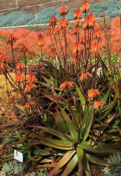 Aloe cameronii 'Creme Tangerine'