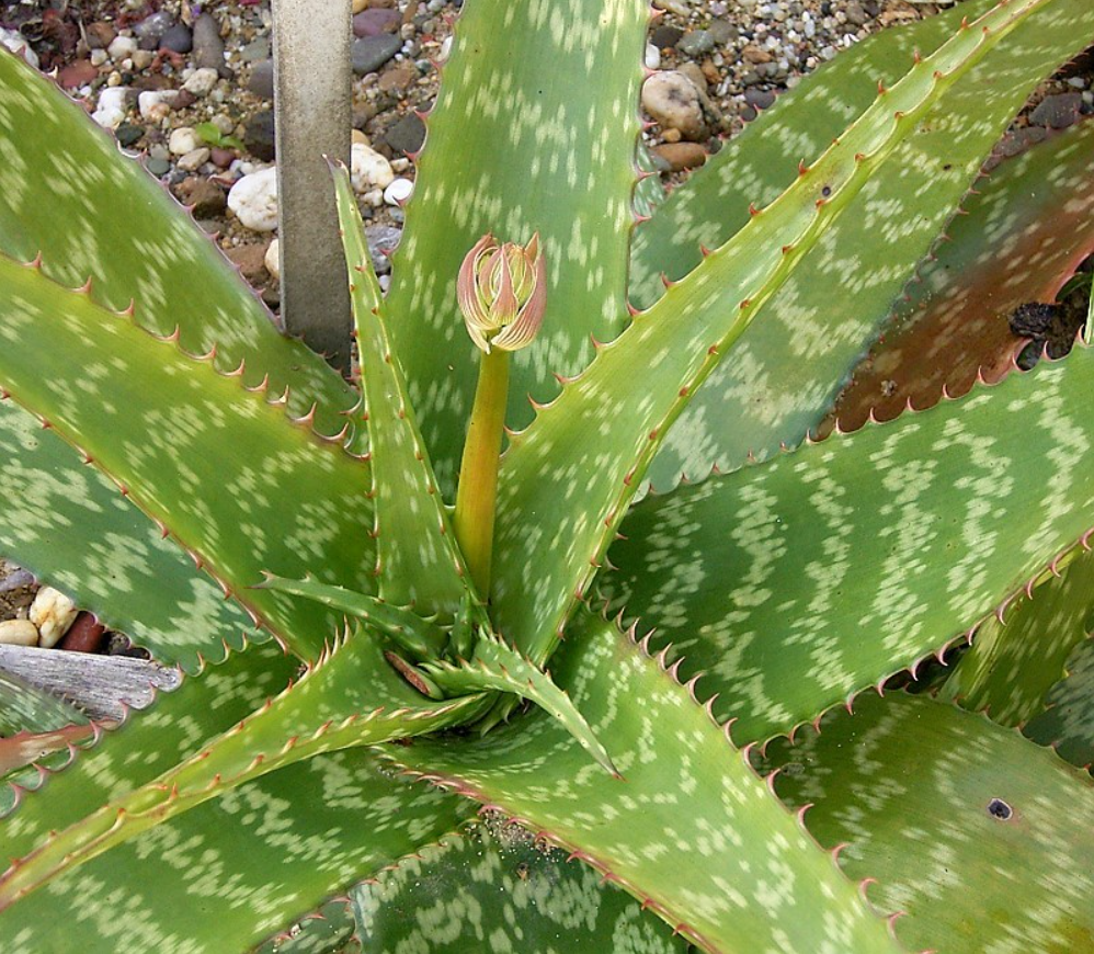 Aloe greenii