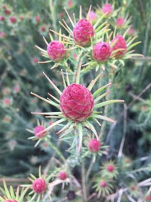 Leucadendron 'Jubilee Crown'