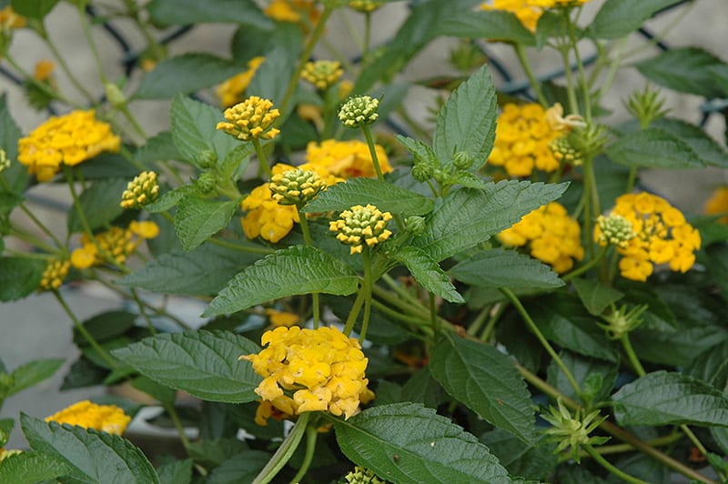 Lantana 'New Gold'