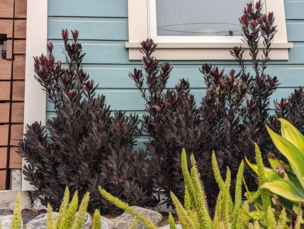 Leucadendron 'Ebony'