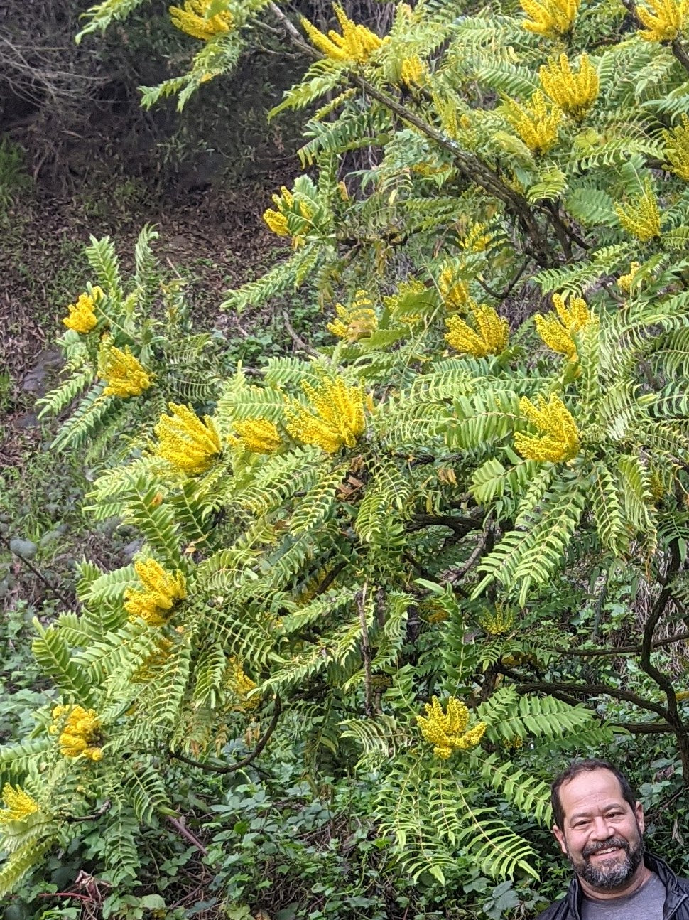 Berberis oiwakensis (Mahonia lomariifolia )