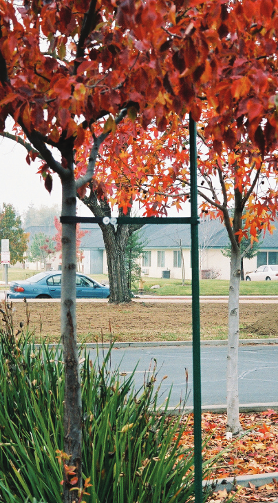 7' tall R2 Metal Tree Stake