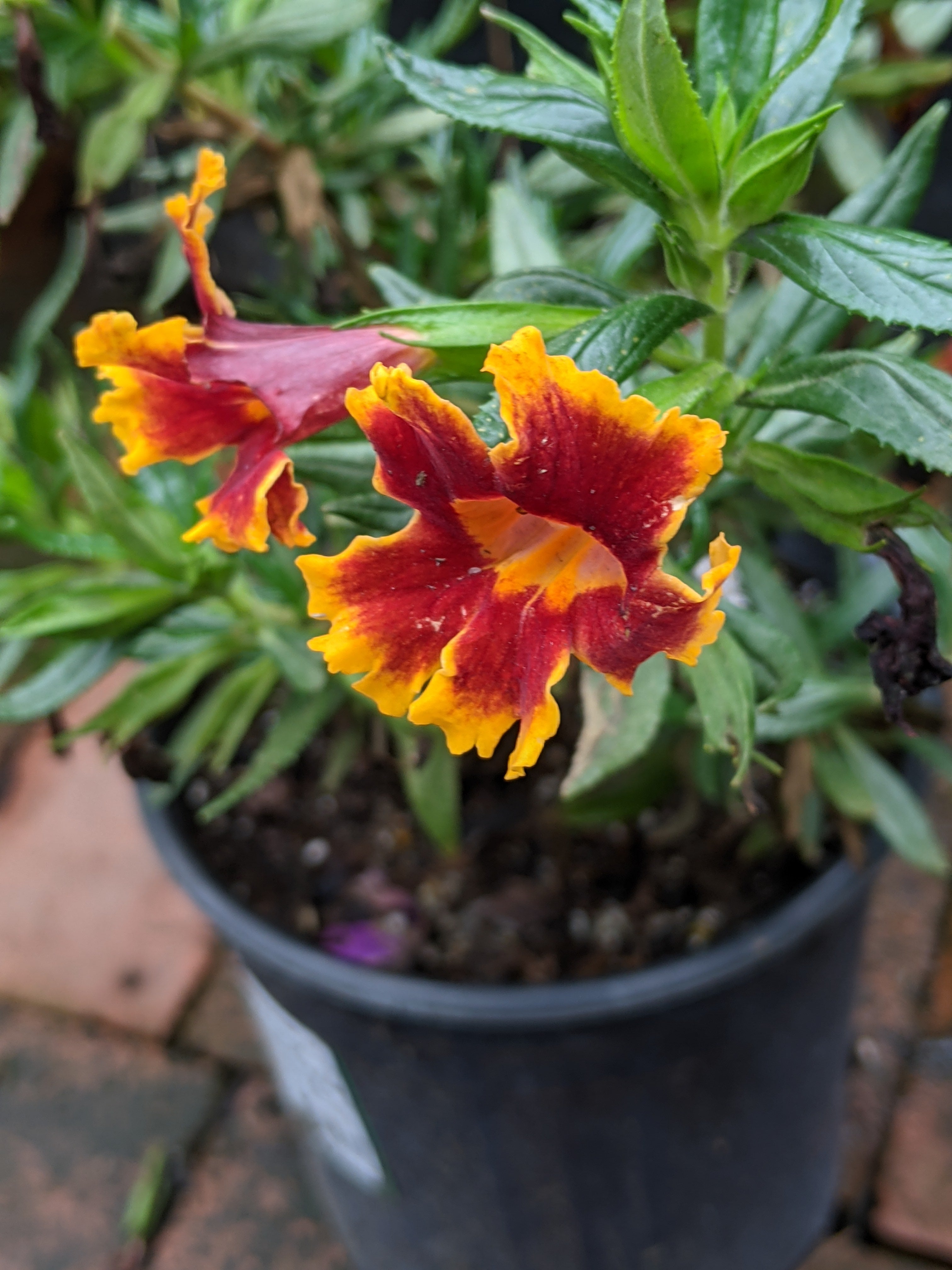 Diplacus (Mimulus) aurantiacus 'Jelly Bean Fiesta Marigold