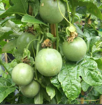 Passionfruit 'Nancy Garrison'