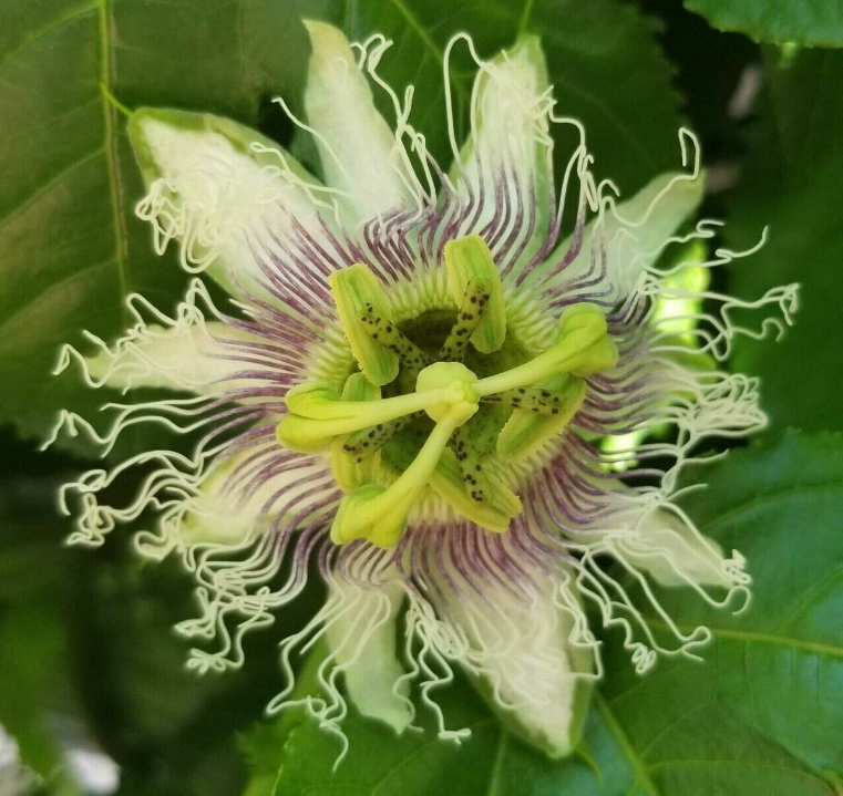 Passionfruit 'Nancy Garrison'