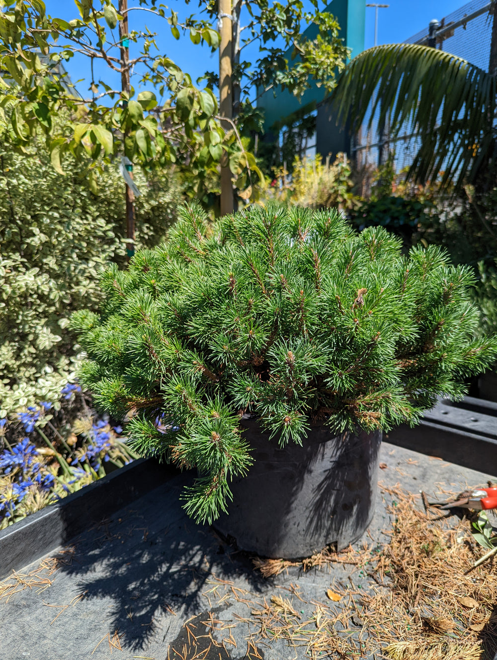 Pinus mugo 'Valley Cushion'