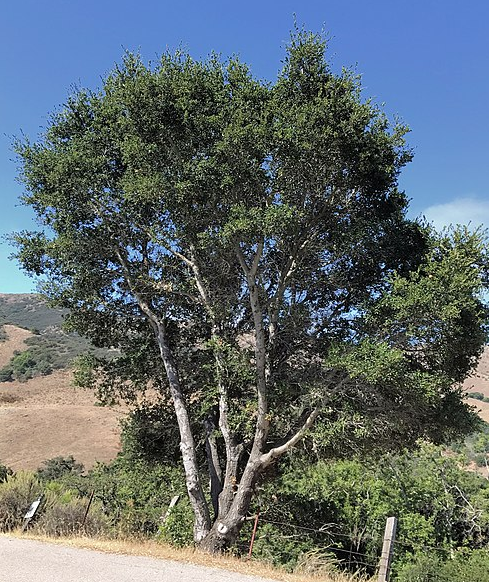 Quercus agrifolia G.G. Park