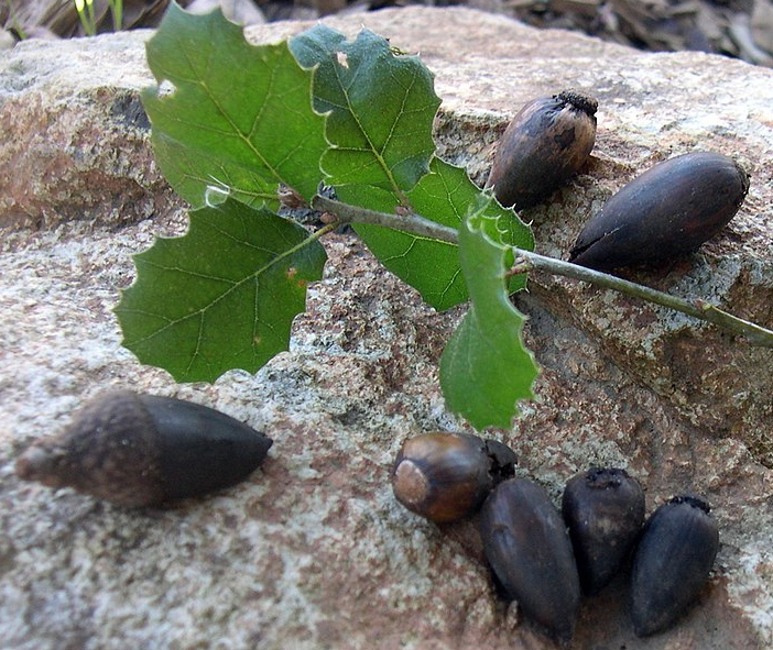 Quercus agrifolia G.G. Park