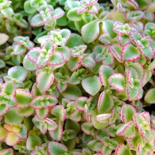 Crassula 'Little Missy'